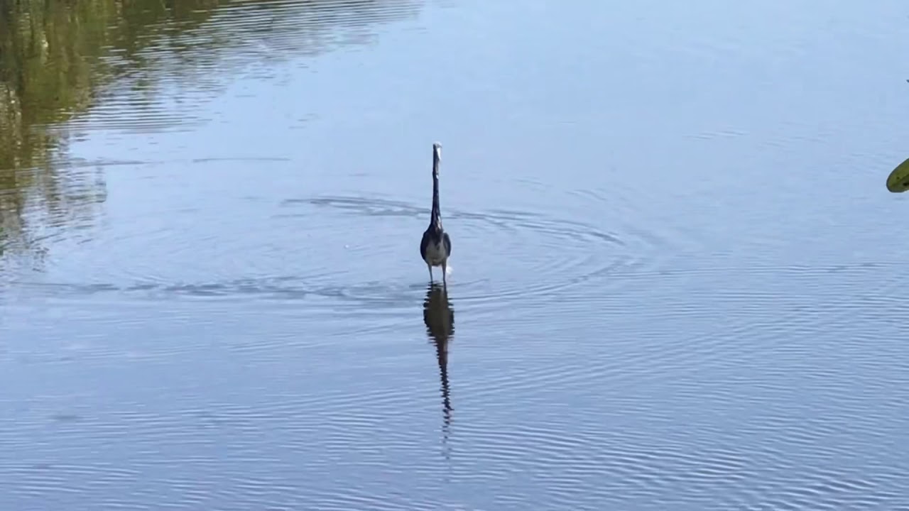 Black Point Wildlife Drive, Merritt Island National Wildlife Refuge, Florida