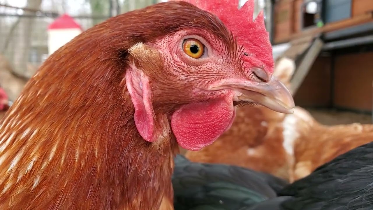 ASMR ~Funny Chickens Preening, Scratching, Dog Barking