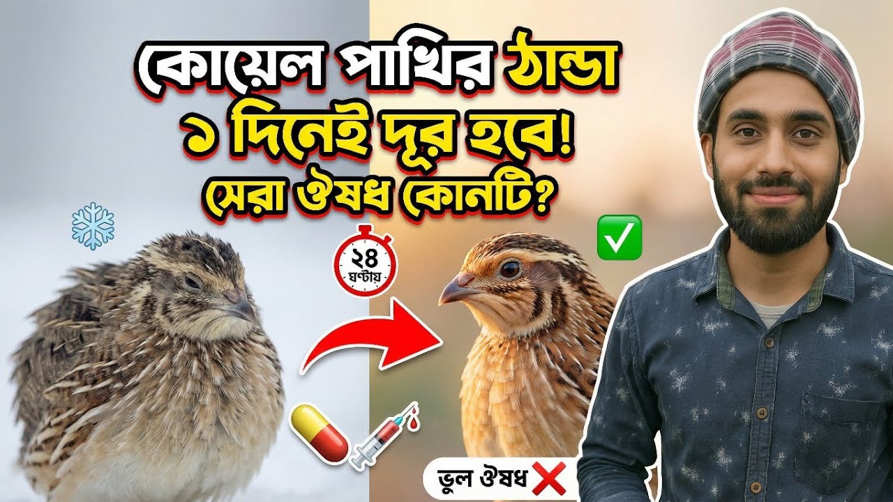 কোয়েল পাখির ঠান্ডা ১দিনেই দূর হবে! সেরা ঔষধ কোনটা? | Quail Cold Treatment 🐦💊@Borkotagro 