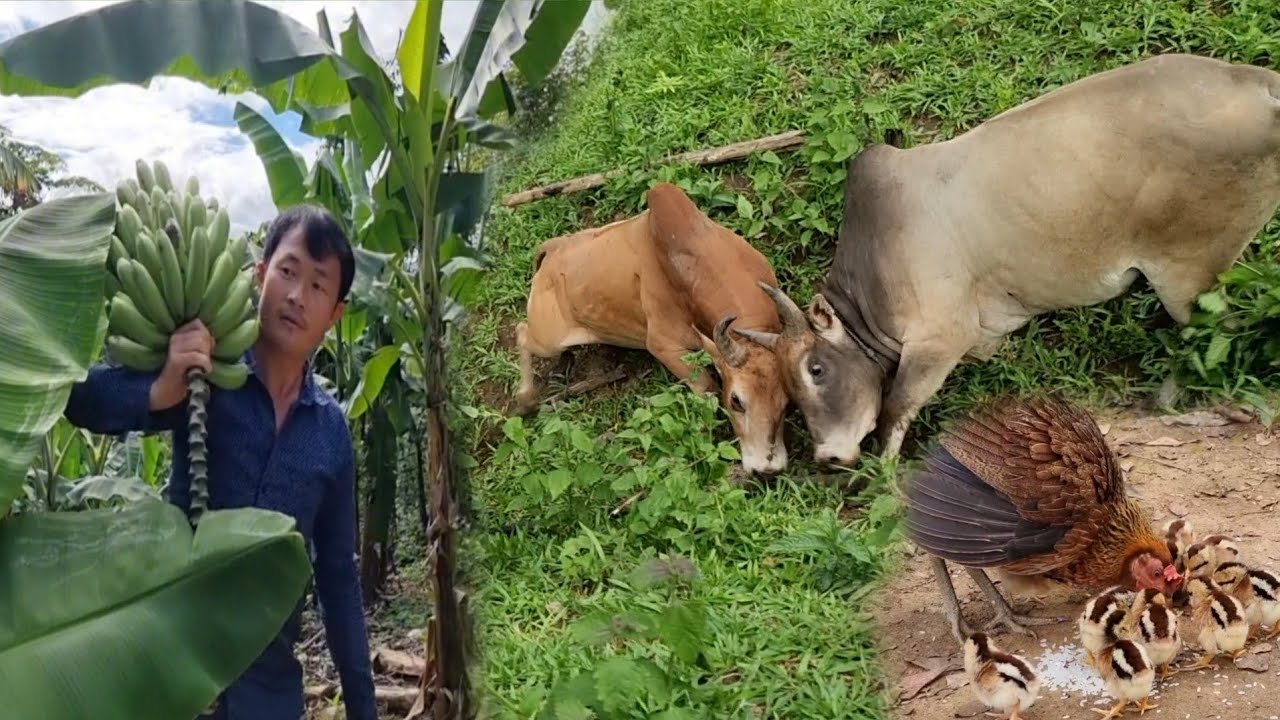 ชีวิตคนพุดอย hnub no kuv kho laj kab teb zaub nyuj kem kom kuv ob tu nyuj txhob lo  sib nrau