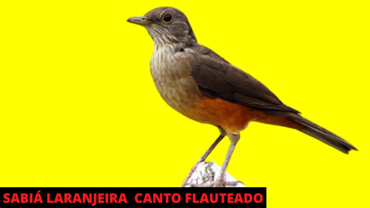 SABIÁ LARANJEIRA CANTO FLAUTEADO PARA ENSINAR FILHOTES  - CANTANDO DO SABIÁ LARANJEIRA FLAUTEADO