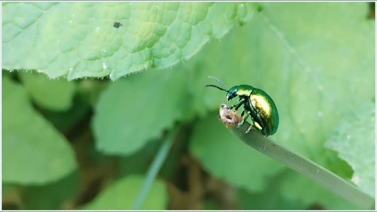 Green Golden Beetle in Arz&uacute;a: 3 Minutes of Peace in Galicia (1080p Full HD)