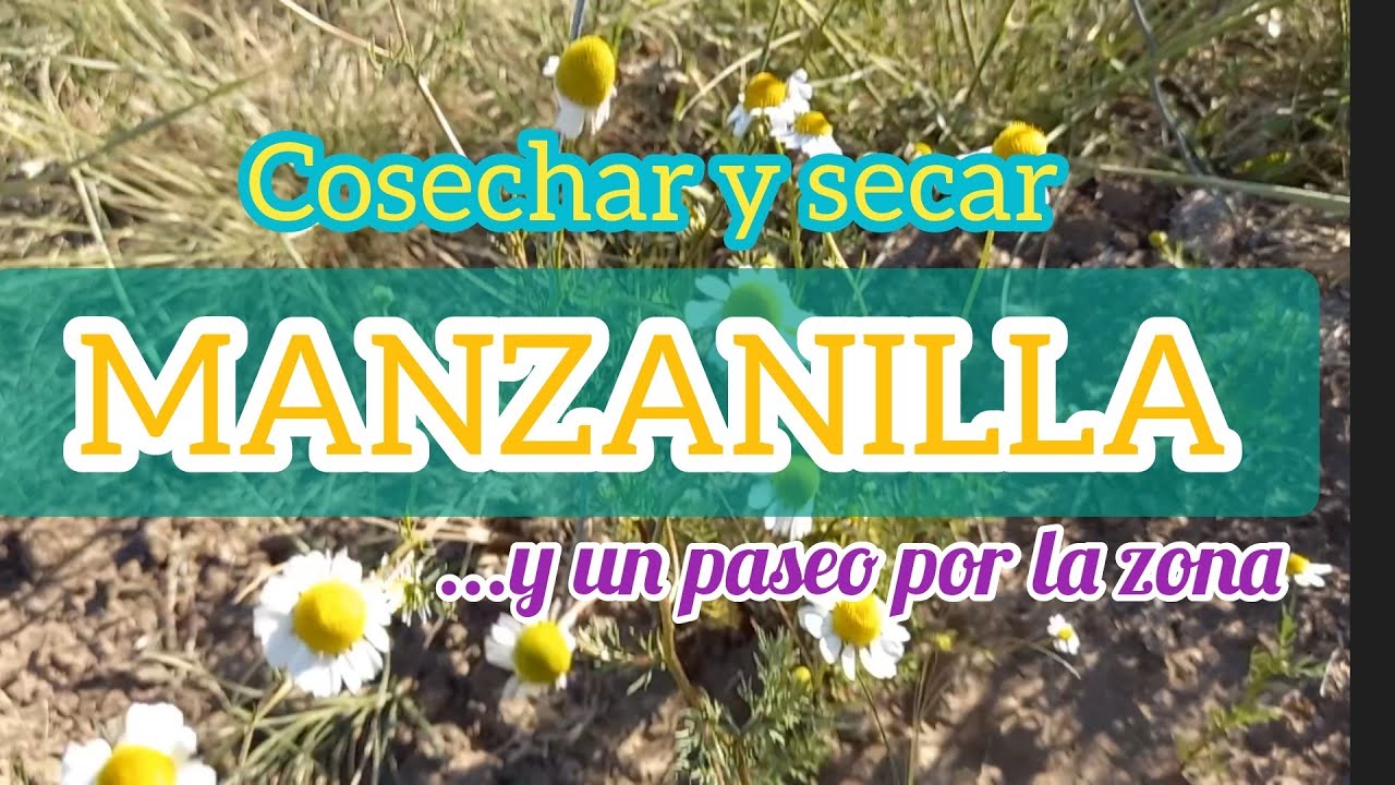 Cosechar y secar MANZANILLA [¿cuando y como?] - un paseo por su entorno - manzanilla silvestre