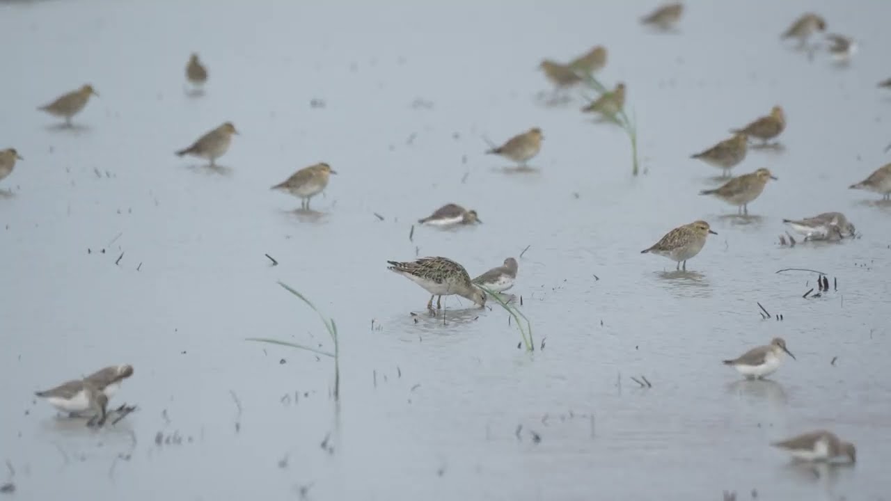Ruff and other waders 流蘇鷸 | Yilan, Taiwan 宜蘭 | 2025.10.24