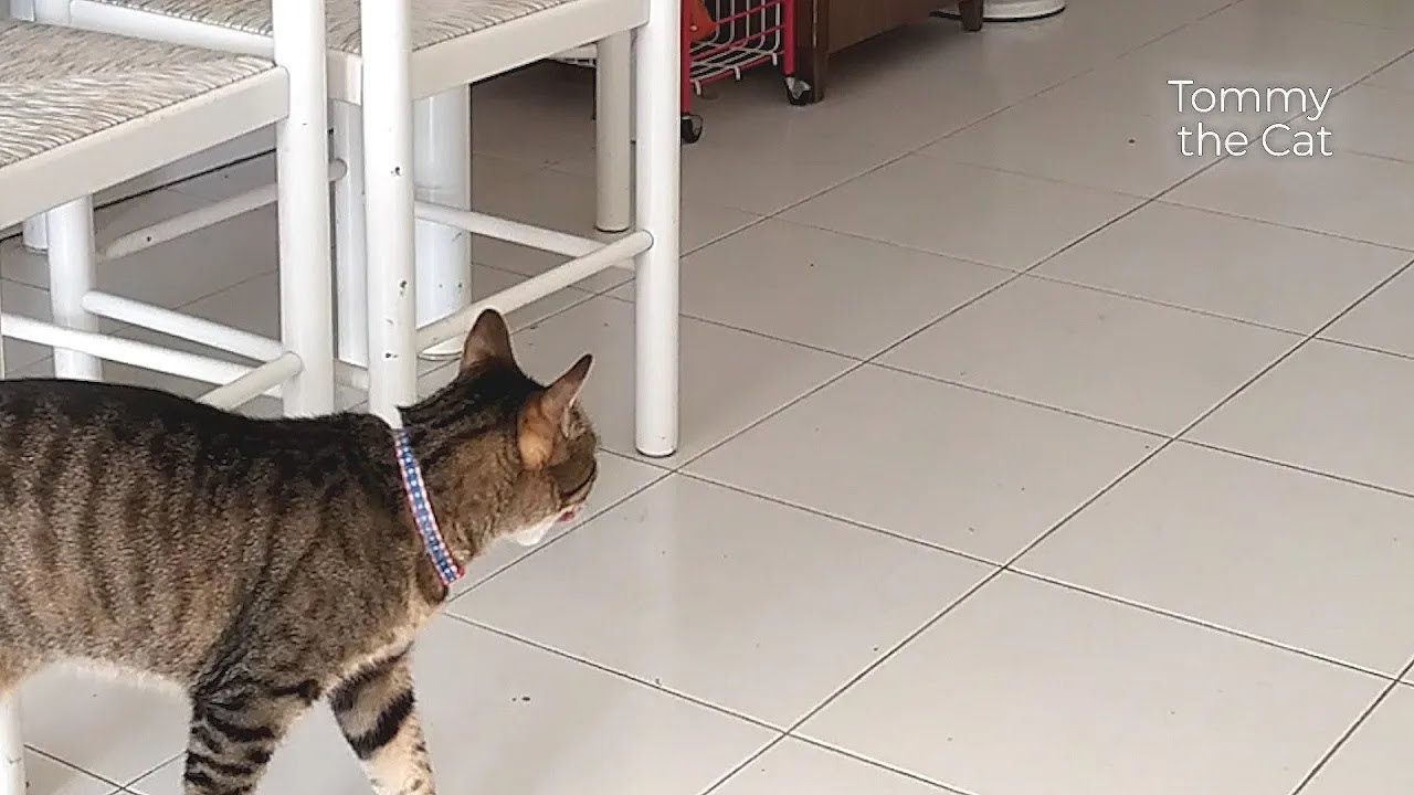 Cat thinks he's home alone. Secret camera captures 1 in a million behaviour