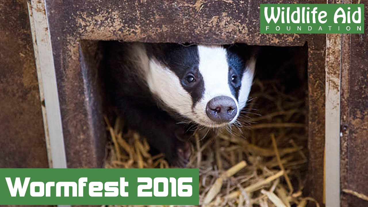 Young badgers try worms for the first time