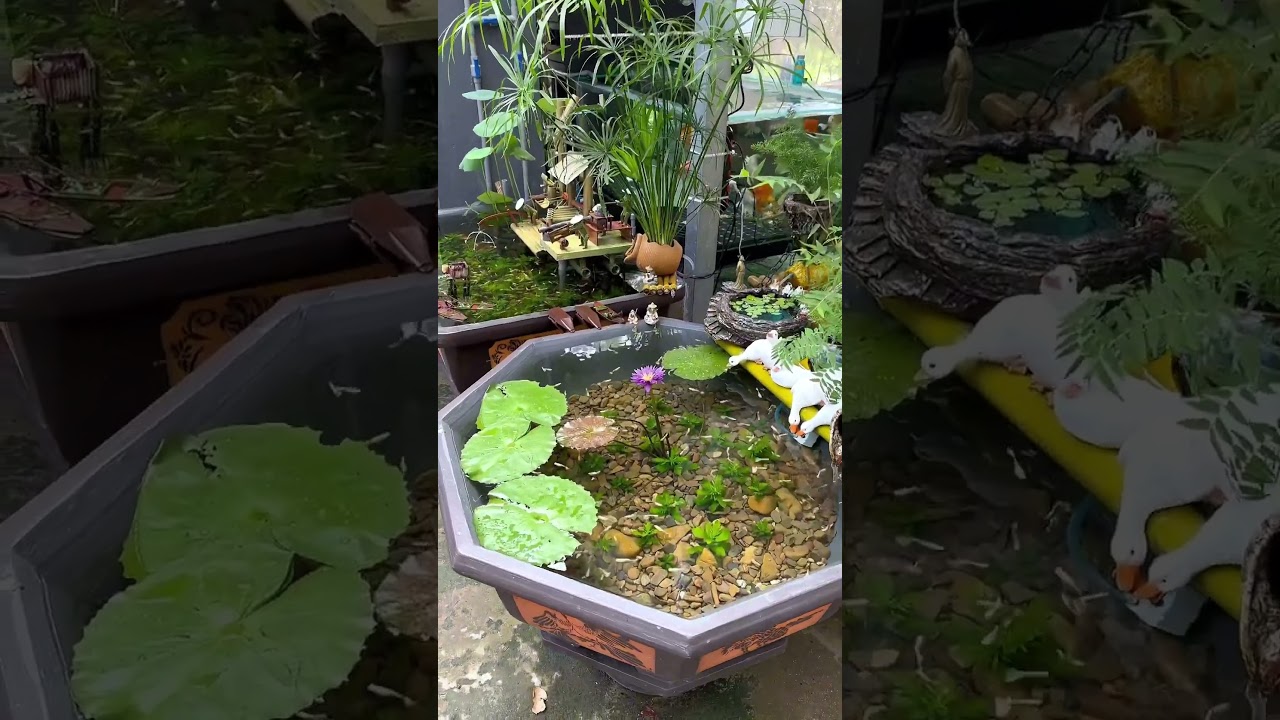 Cải tạo lại hồ c&aacute; 7 m&agrave;u bằng chậu kiểng 🥰