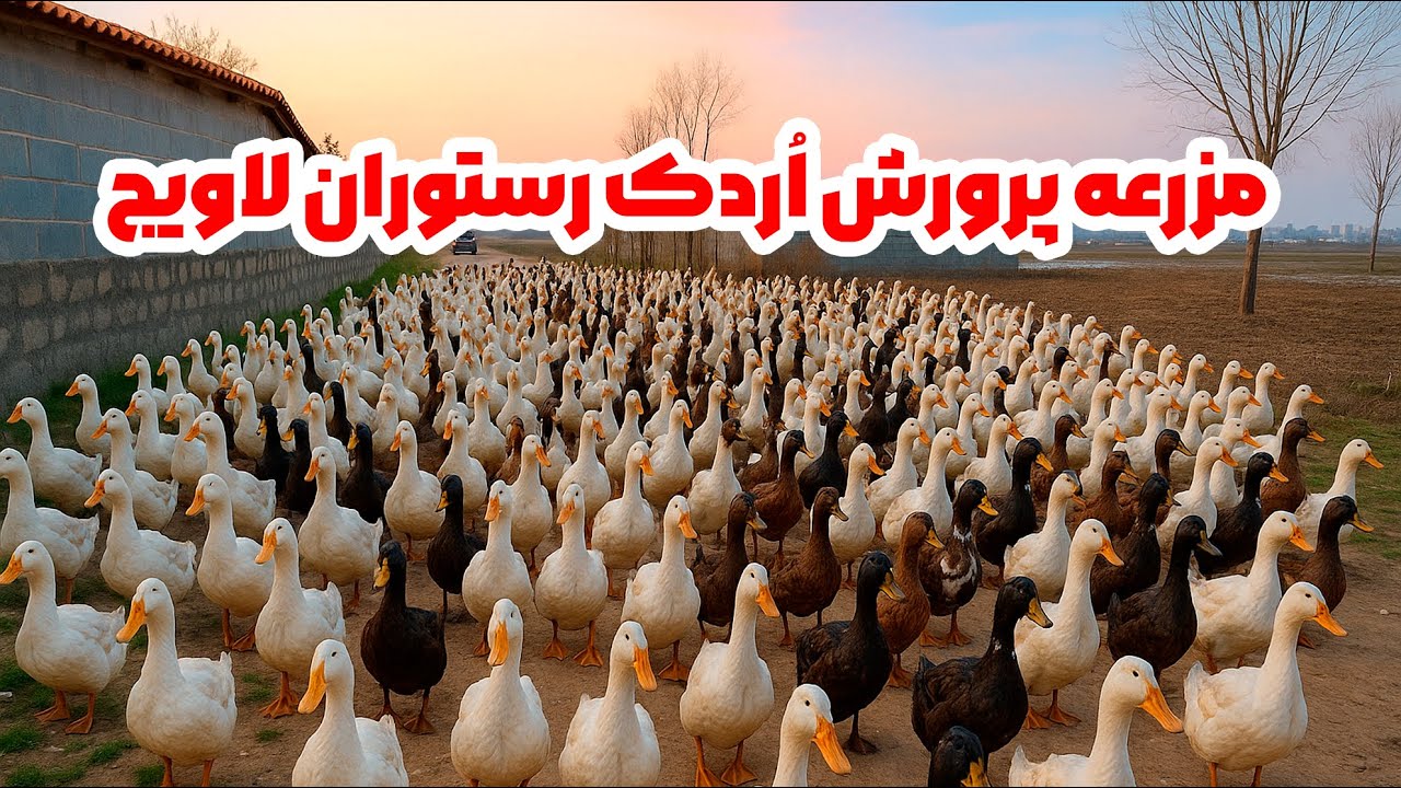 مزرعه پرورش اُردک رستوران لاویج