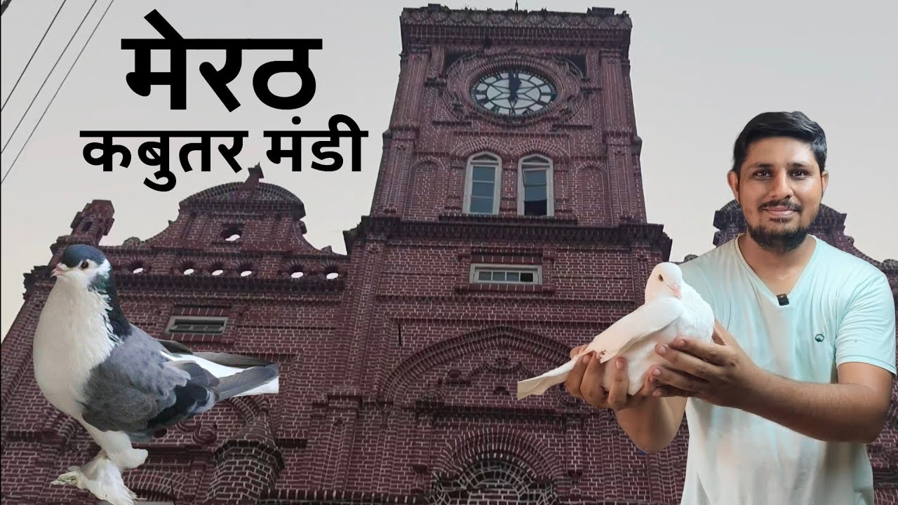Meerut Kabootar Mandi | Ghanta Ghar Pigeon Market With Price | Shirazi, Fantail, Sambhal Kabutar