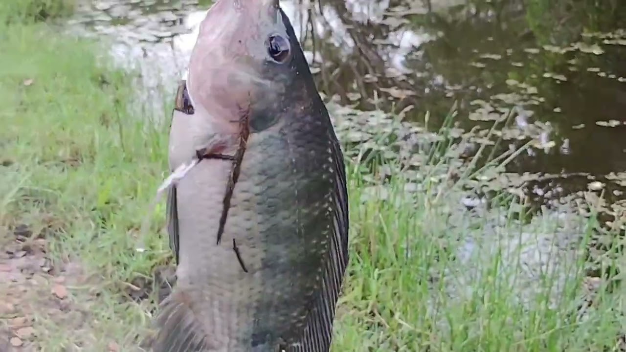 A Pesca Deu Bom 