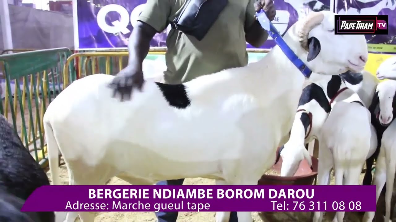 Beregerie ndiambé darou