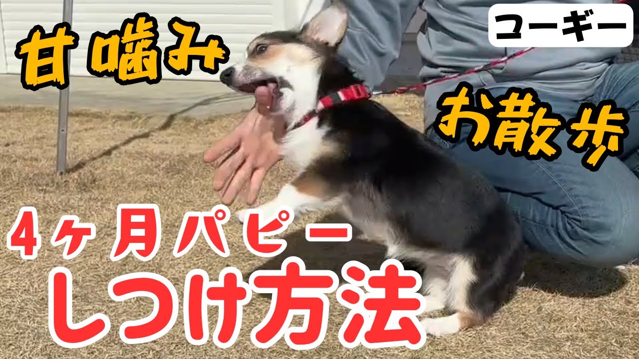 【犬 しつけ】【４ヶ月】手や足に噛みついてくる！お散歩が上手くいかないお悩み相談。【ウェルシュコーギー】【甘噛み】【引っ張り】【パピー】【子犬】