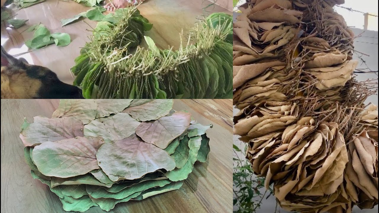 Istharakulu (Part-2) | Dried Leaf Meal Plates | Hedonist Pilla