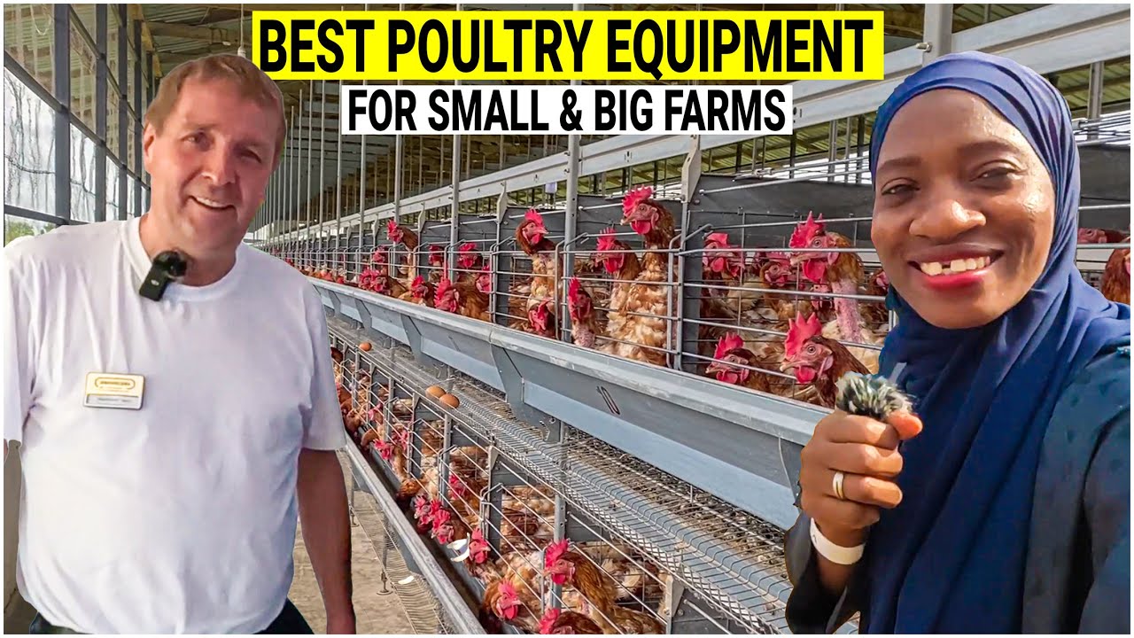 Poultry Farming Tech That is Changing the Game in Africa.