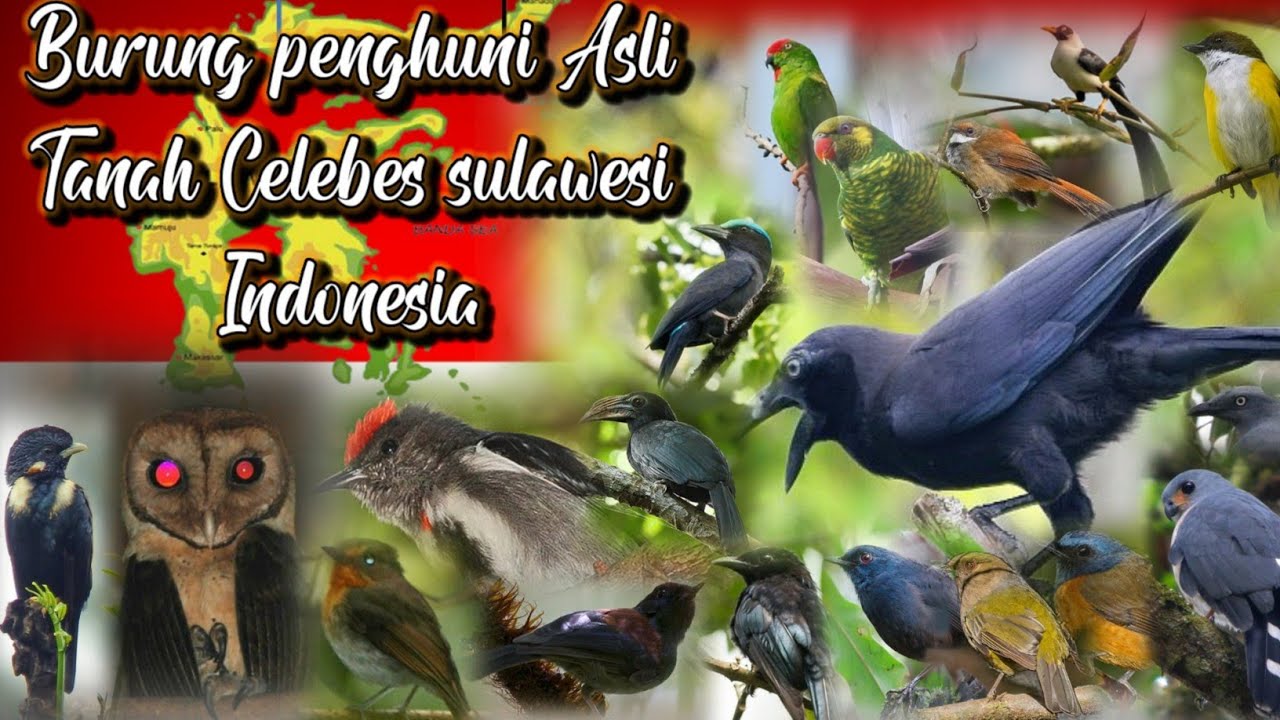 BURUNG-BURUNG ENDEMIK PULAU SULAWESI DAN SUARA ASLINYA