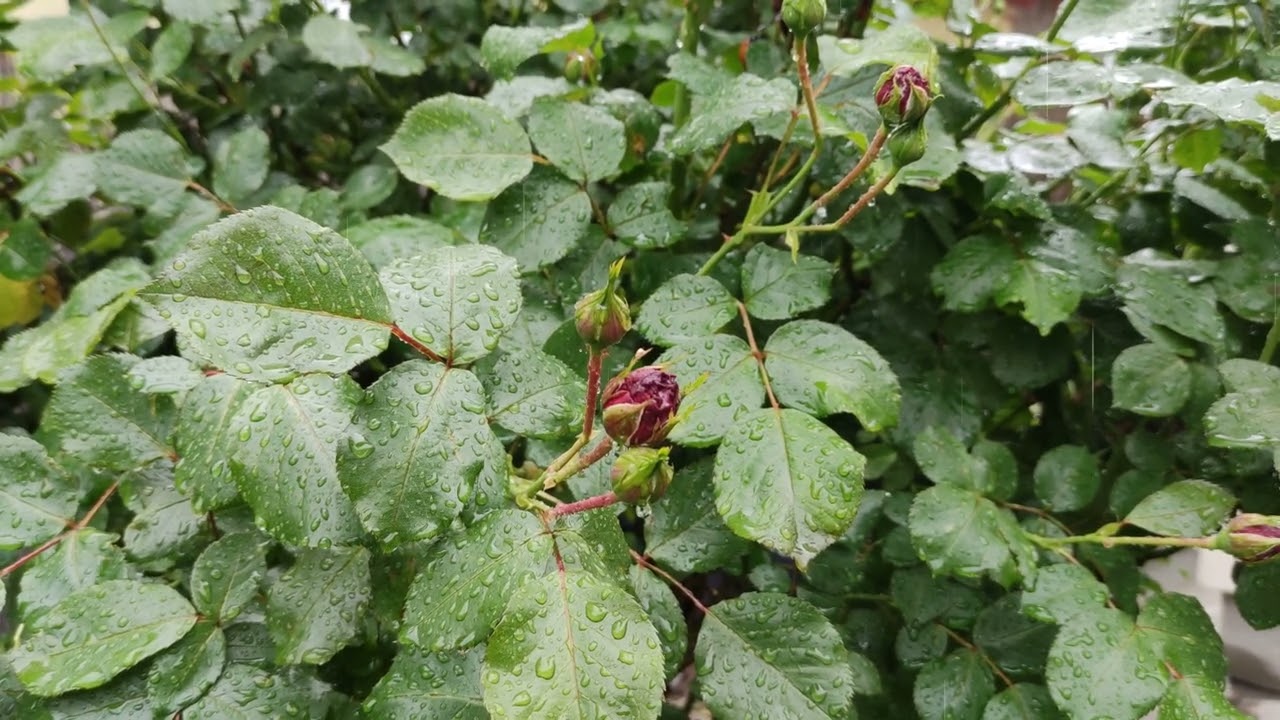 Peaceful sounds of rain and a relaxing view of red rose bush swaying in the rain and in the wind 4k