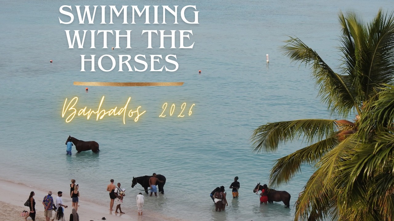 Swimming with the Horses in Barbados/Radisson Aquatica Resort/Insta360 X5 Beach video