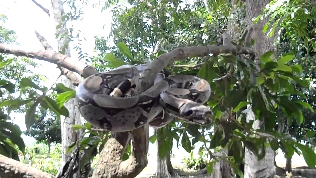 Boa en la Selva Amazónica del Perú