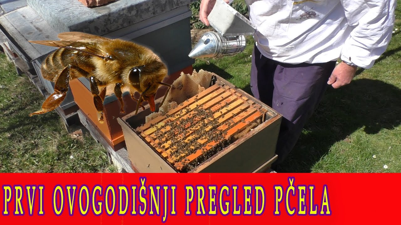 PRVI pregled PČELA u MARTU  first inspection of the hive erste Inspektion biene bees