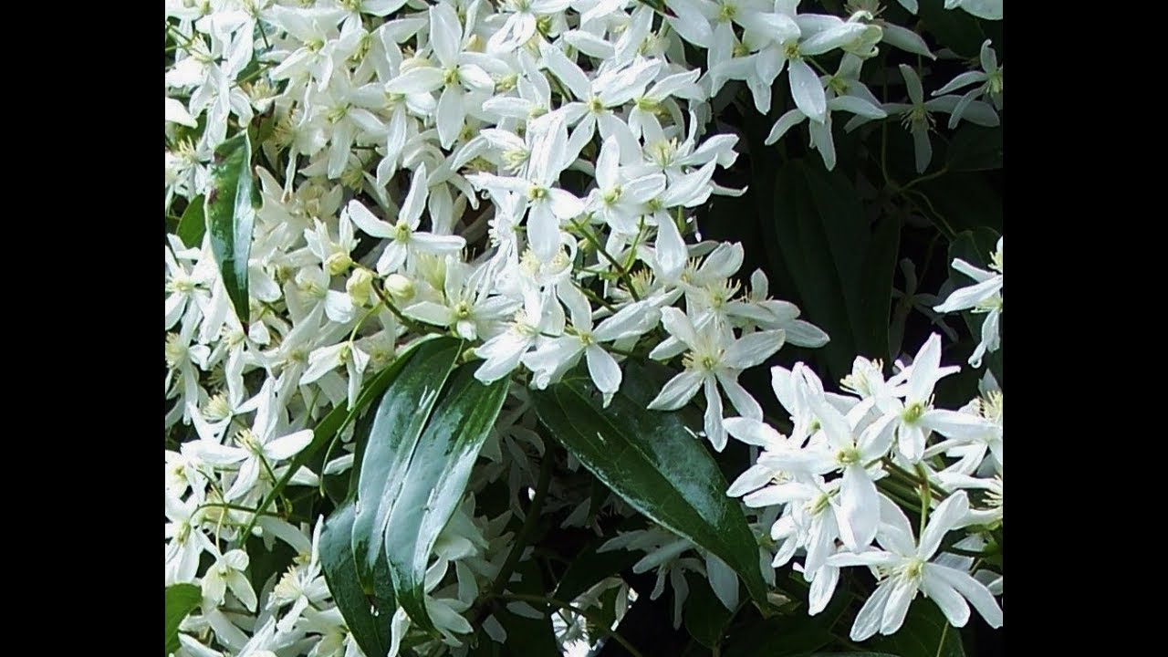 Clematis Armandii -Spring Grooming by Mary Frost-The Gardening Tutor