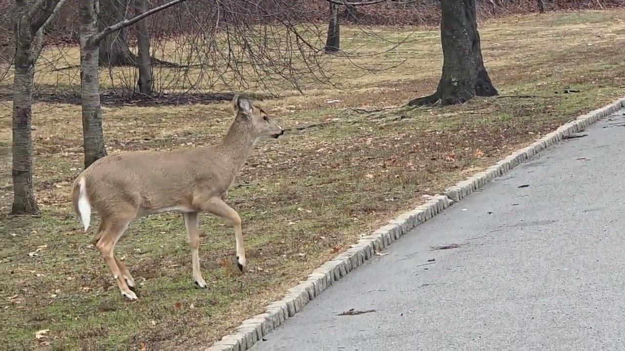 Deer in Newark New Jersey