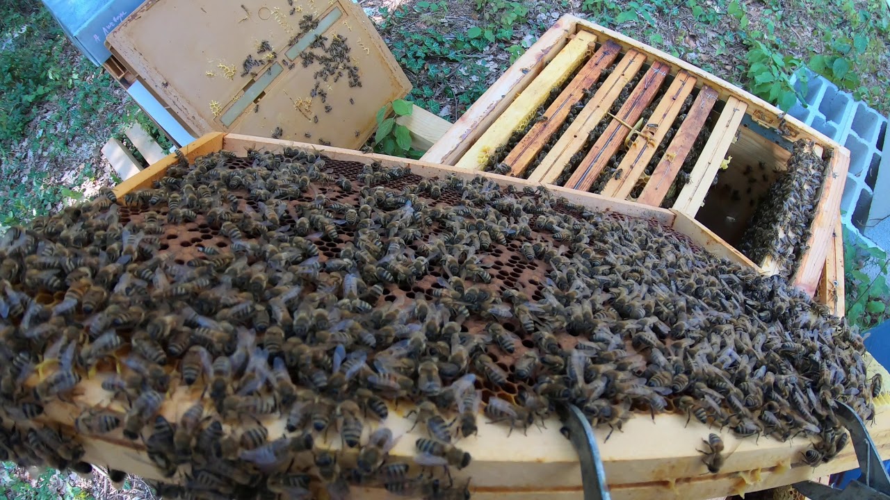 Bee strong or not