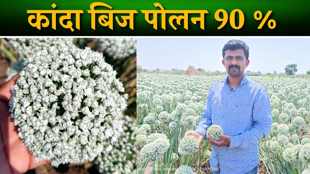 कांदा बीज पोलन 90 % | Onion Seed Pollination | Onion Seed Plant | Onion Seed Production #onion
