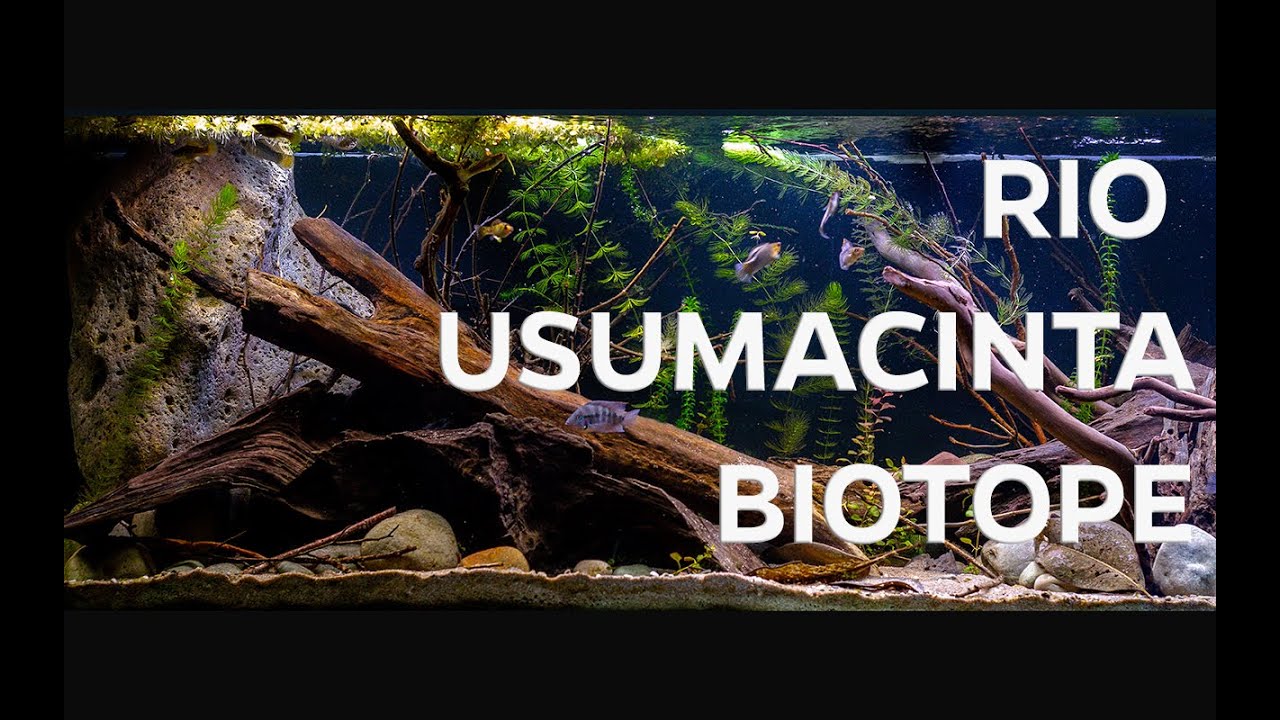 Biotope aquarium - Rio Usumacinta, Mexico - meeki and P. velifera tank