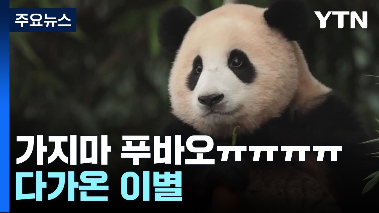 '용인 푸씨' 아기 판다 푸바오 ...