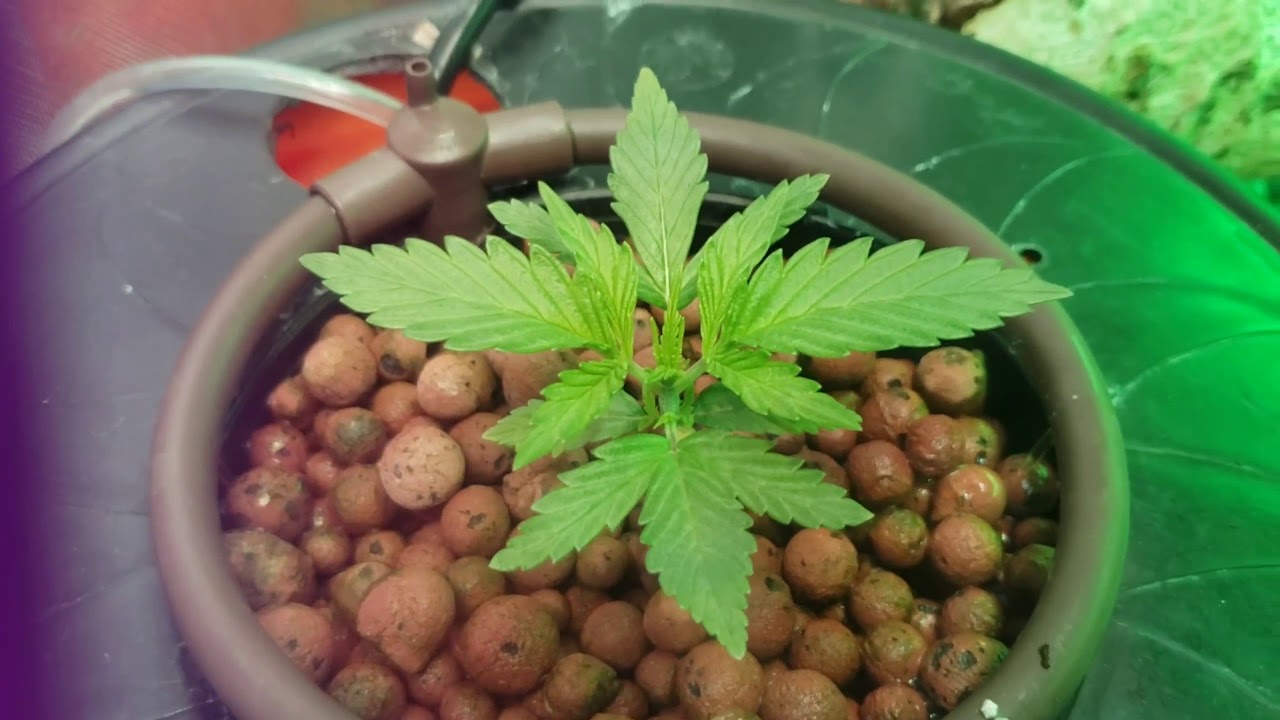 Indoor cannabis grow barney's seeds and canuck seeds along with advanced nutrients complete line
