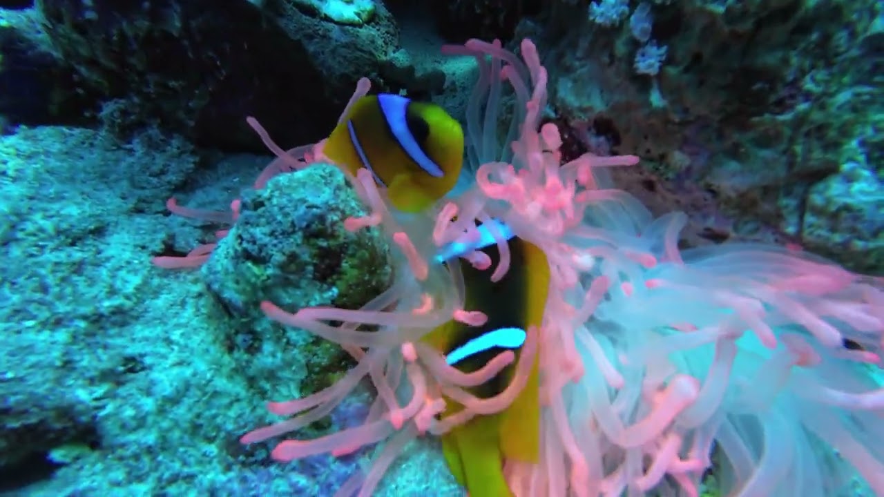 Red Sea Clown fish 4k diving scene ( check description )