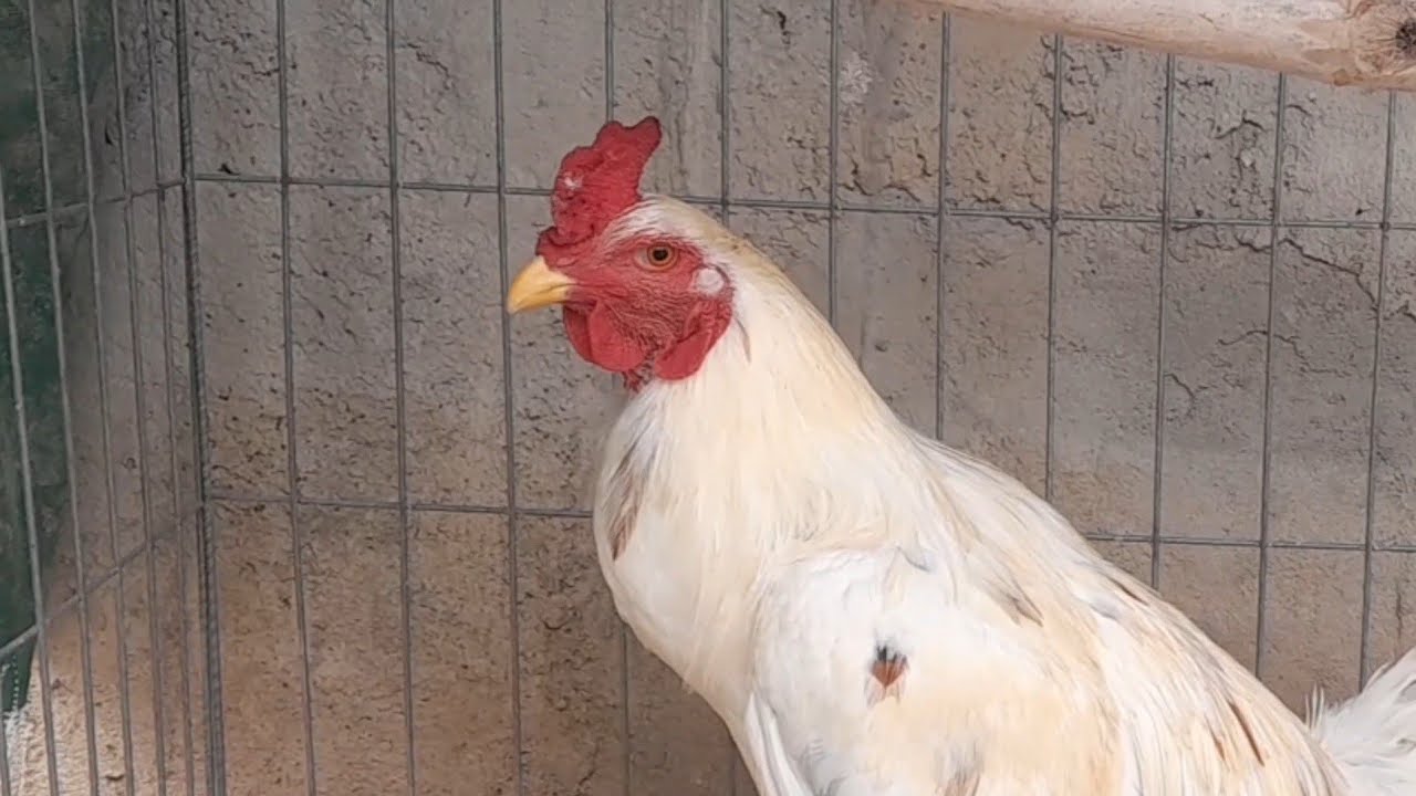Healthy chicken breeds | SAME channel 
