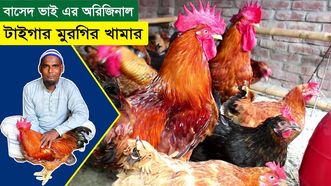 অরিজিনাল টাইগার মুরগির খামার করে প্রতি মাসে ১২ থেকে ১৪ হাজার টাকা আয় করছেন বাসেদ ভাই | Tiger Murgi.
