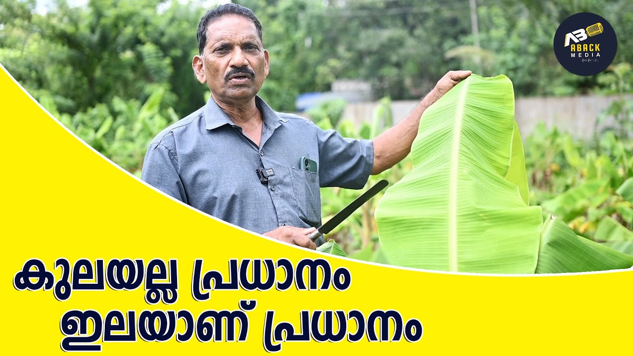 വാഴയിലകൊണ്ട് ലക്ഷങ്ങൾ സമ്പാദിക്കുന്ന കർഷകൻ