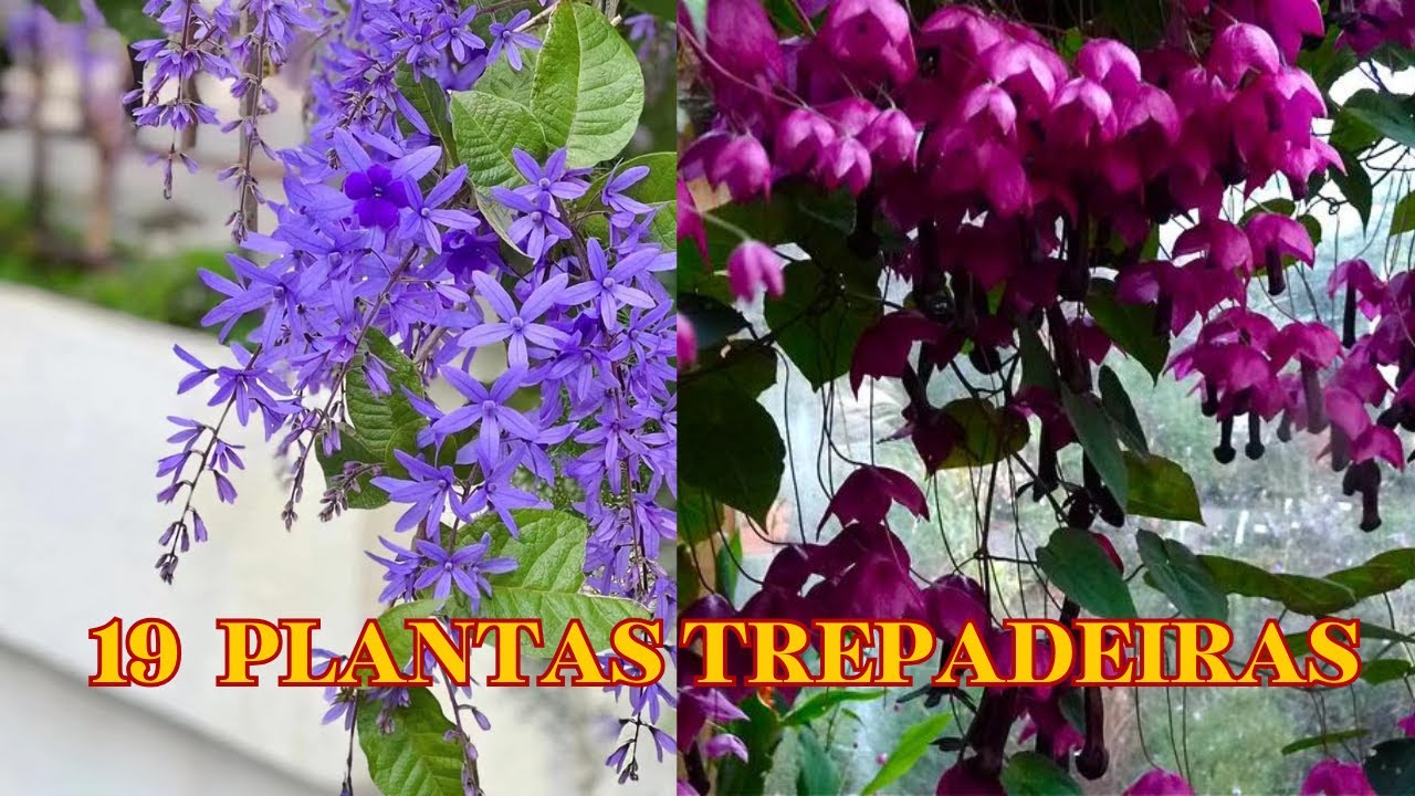 19 PLANTAS TREPADEIRAS PARA PERGOLADOS /TRELIÇAS E MUROS