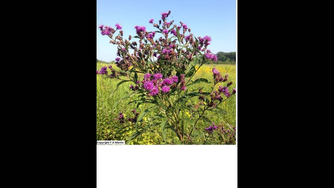 Growing New York Ironweed From Seed (Vernonia Noveboracensis)