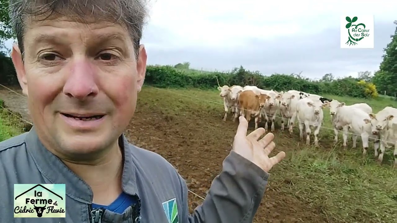 Sevrage des veaux au champ