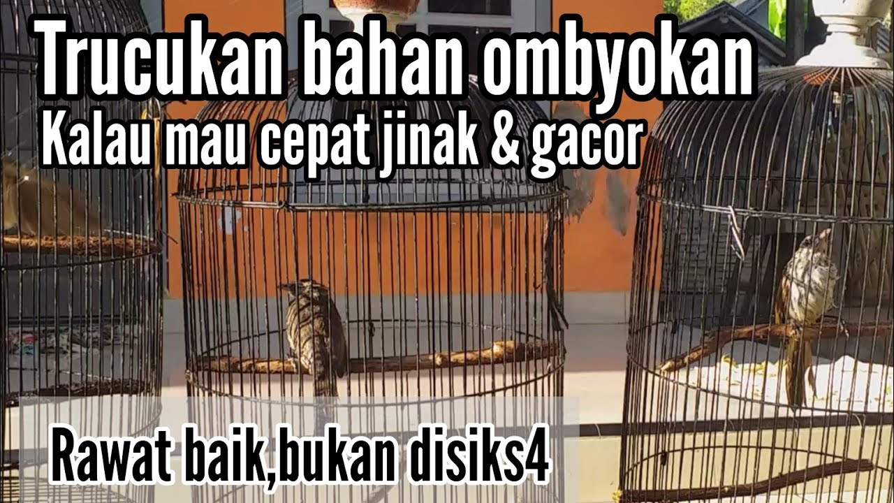 Penjinakan Trucukan ombyokan dua sekaligus,,🐦🐦