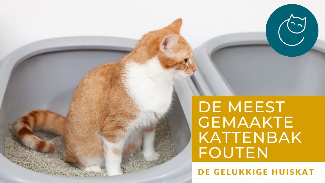 DE MEEST GEMAAKTE FOUTEN MET DE KATTENBAK
