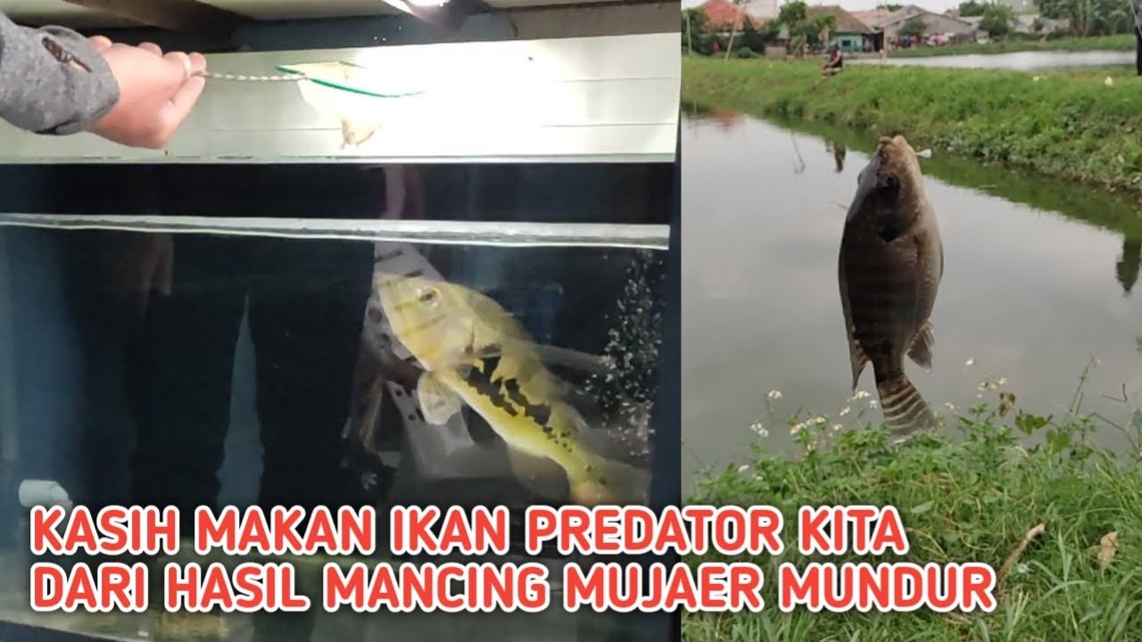 Mancing Mujaer yang Kecil kita Kasih ke Peacock Bass & Common Snapping Turtle, yang Besar Kita Makan