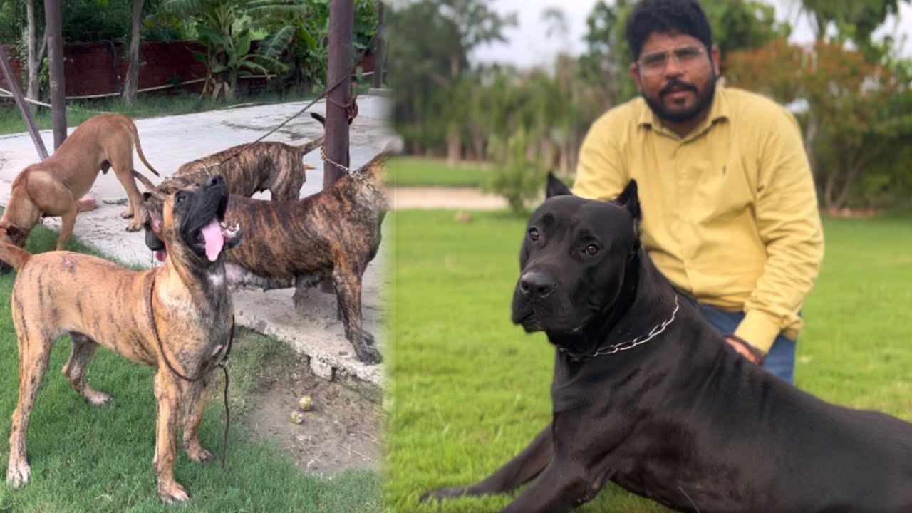 क्या सच में Presa Canario ख़तरनाक होते हैं 😳इंडिया में सबसे ज़्यादा Presa Canario इस Kennel में हैं