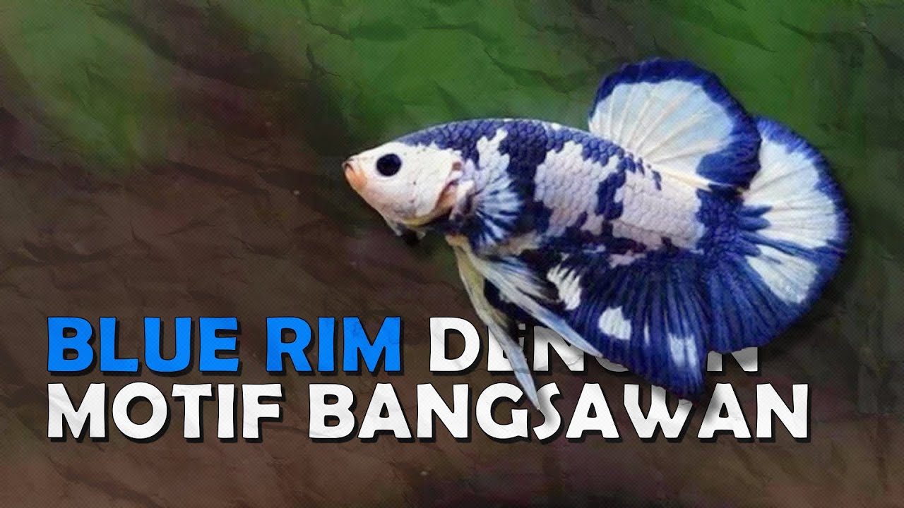 CUPANG MAHAL DENGAN BERBAGAI CORAK, 5 JENIS CUPANG BLUE RIM PALING INDAH