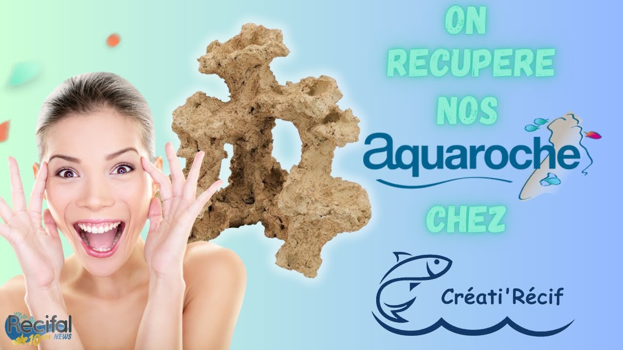 On récupère nos Aquaroches chez Créati'récif