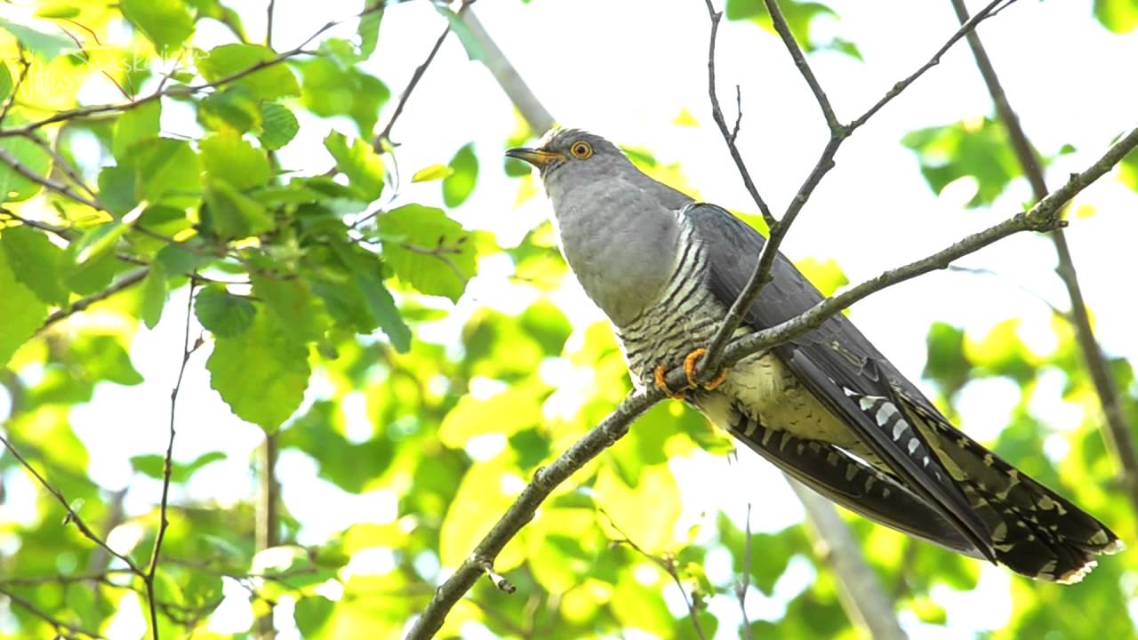 Common cuckoo (Cuculus canorus)