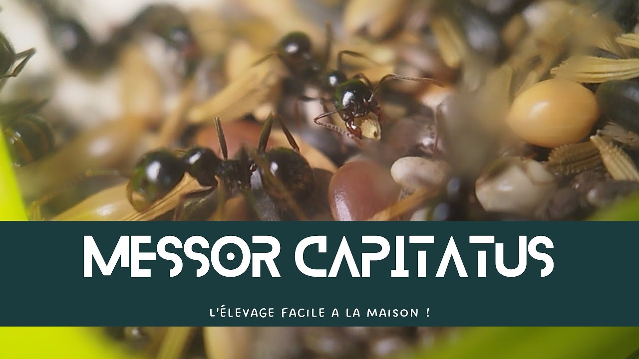 Le monde fascinant des fourmis Messor capitatus : mon exp&eacute;rience d'&eacute;levage