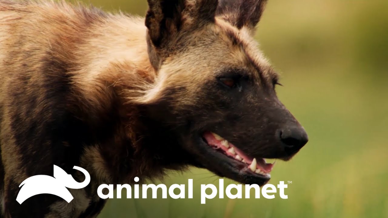 El Lycaon: Uno de los cazadores m&aacute;s exitosos | Los Secretos del Mundo Animal | Animal Planet