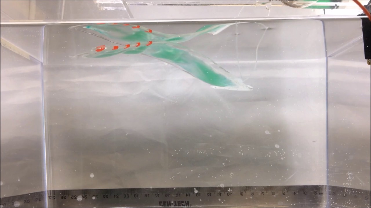 Swimming Soft Robot with Fluid Electrode Dielectric Elastomer Actuation