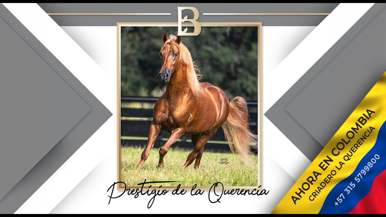AHORA EN COLOMBIA - Prestigio de La Querencia - Paso Fino