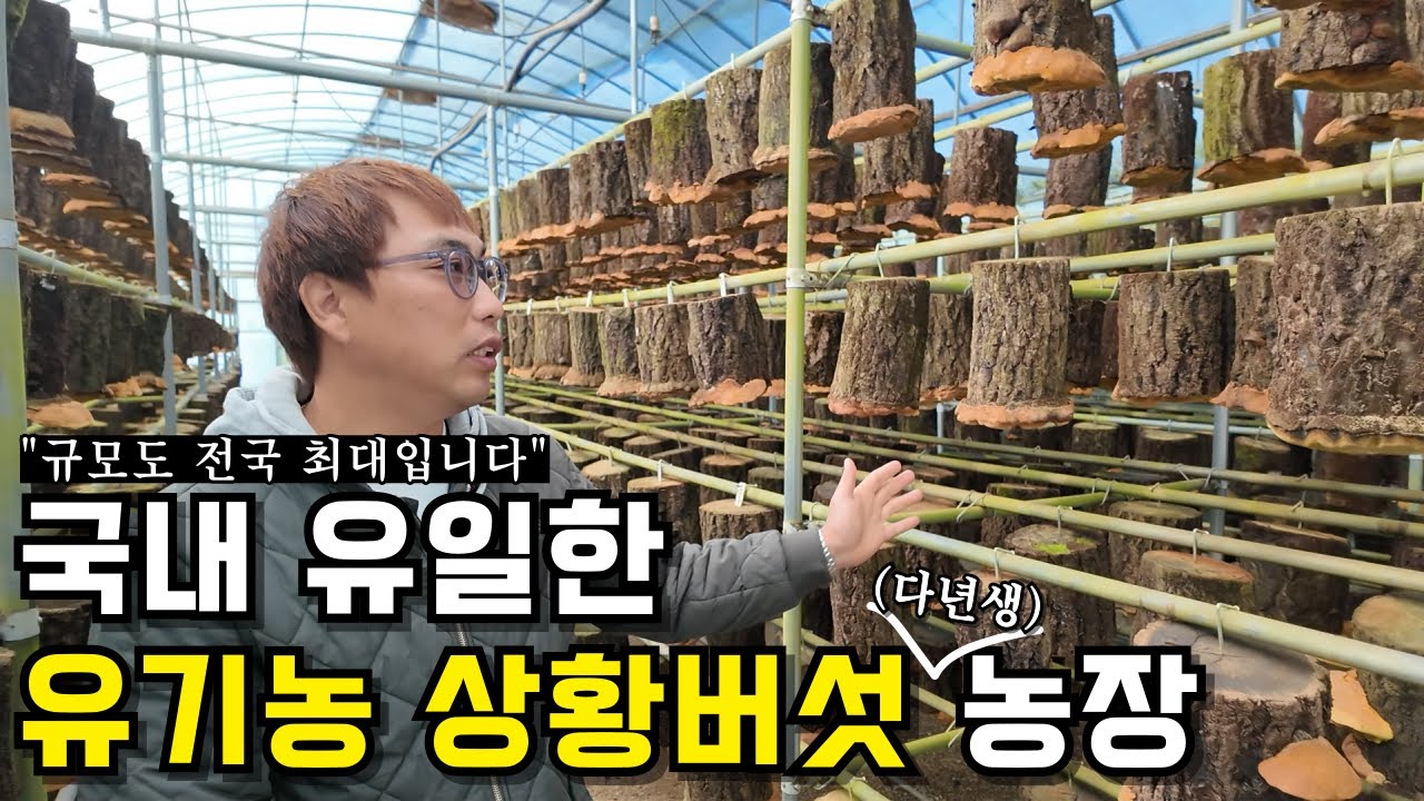 다년생 상황버섯을 유기농으로 키우는 농장 | 부산 상황명가