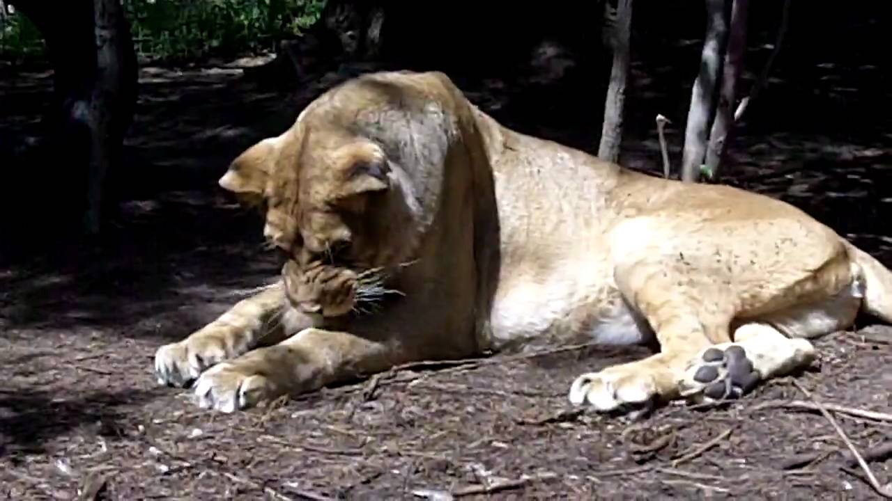 4/28/2010 Kira Lioness and the pesky bugs